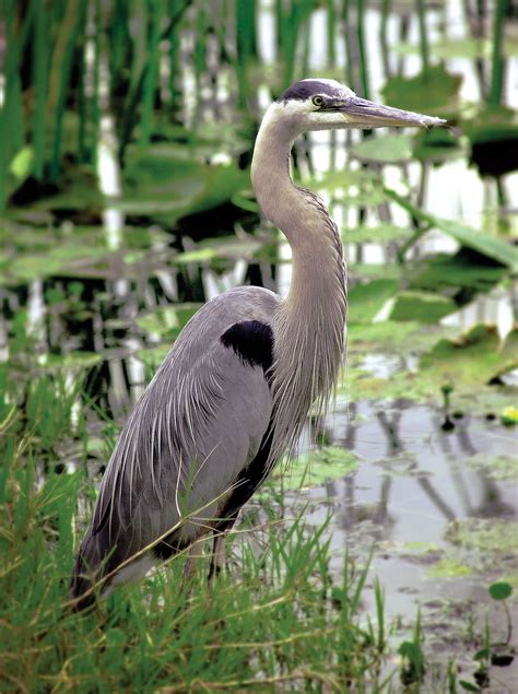 Great blue heron | Diet, Habitat, Wingspan, & Facts | Britannica