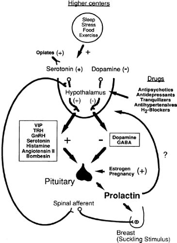 Endocrine Axes: / Hypothalamus / Pituitary Gland / Target Organs…