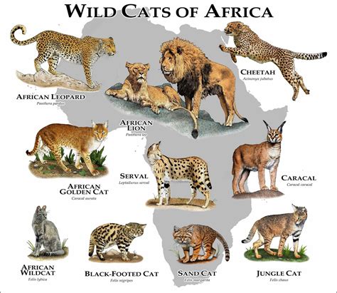 Wild Cats of Africa Poster Print - Etsy | Wild cat species, Cat species ...