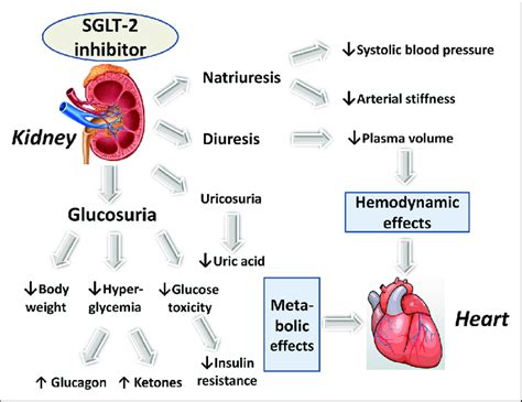 Sglt 2 Inhibitor Mechanism Of Action Diagram