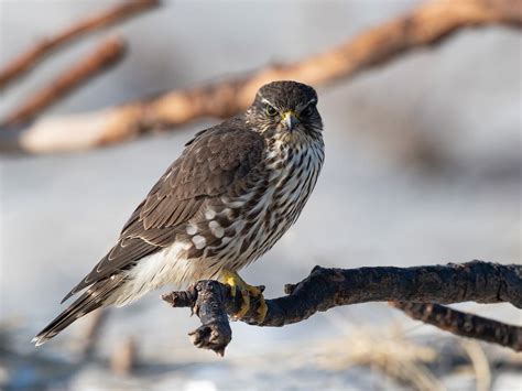 Merlin Bird Facts (Falco columbarius) | Bird Fact