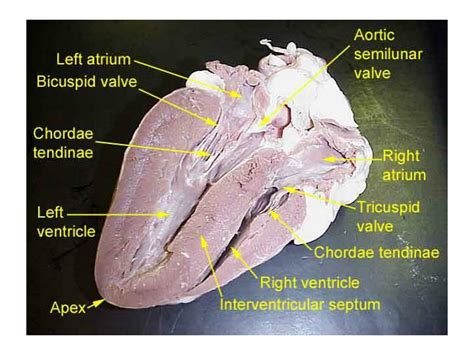 Sheep Heart Dissection Worksheet Answers