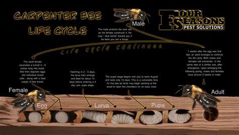 How To Identify Carpenter Bees - Four Seasons Pest Solutions