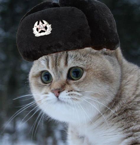 Beautiful little cat with Russian hat. | Russian cat, Russian hat, Cats