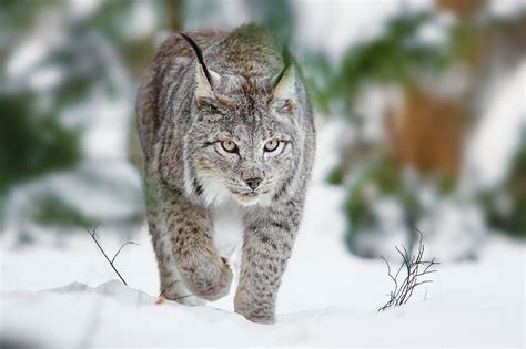 Download Animal Lynx HD Wallpaper