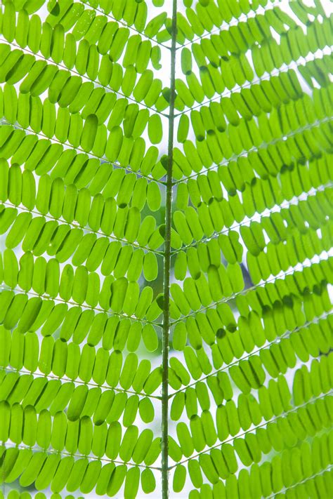 «Close Up Full Frame Shot Of The Leaves On A Gulmohar Tree.» del colaborador de Stocksy «Shikhar ...