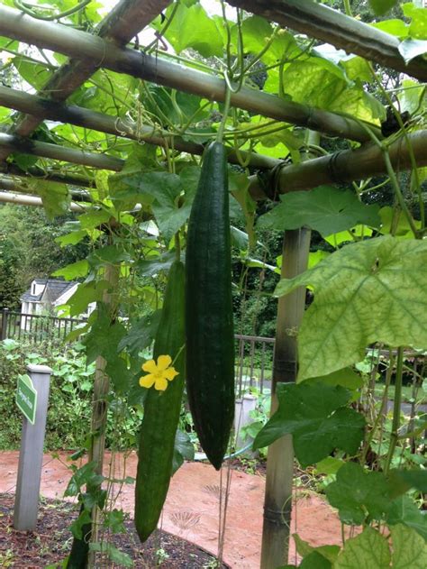 Luffa or Loofah: How to Grow and Use this Amazing Plant