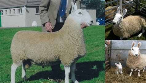 11 Best Sheep Breeds for Meat Production