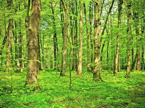 Beech Tree Forest Photograph by Nikada - Fine Art America