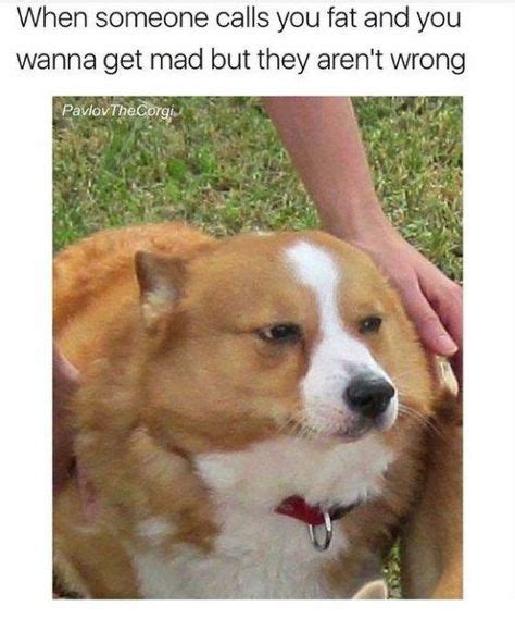 Pin on Corgi Memes