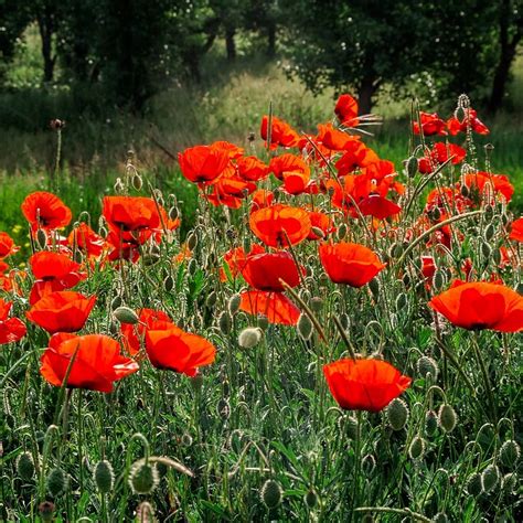 10 Types Of Poppy Flowers Growing Tips, 51% OFF