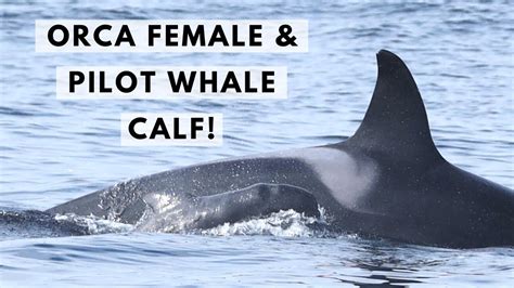 NEW DISCOVERY: ORCA FEMALE & PILOT WHALE CALF! - YouTube