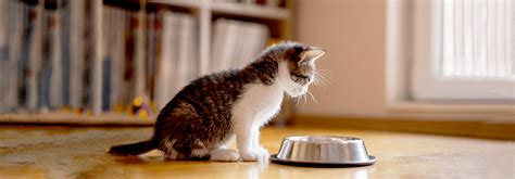 Learn What To Feed A Newborn Kitten With These 7 Feeding Tips | Whiskas ...