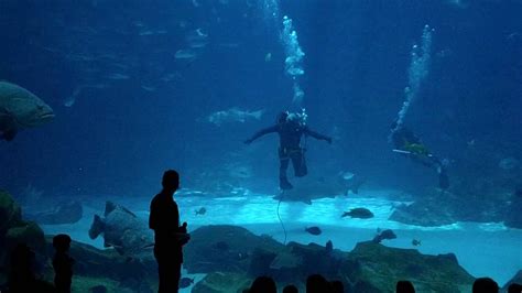 Georgia aquarium diver show - YouTube