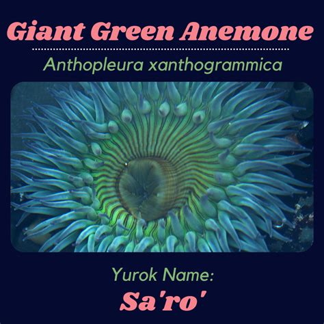 Creature Feature: Giant Green Anemone | NEC