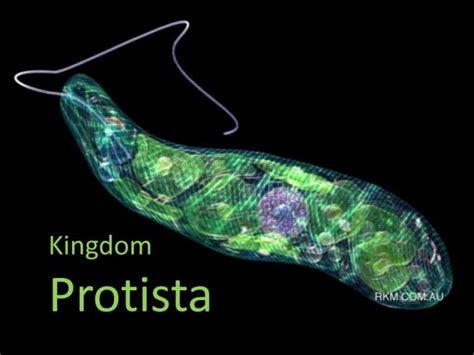 Kingdom Protista