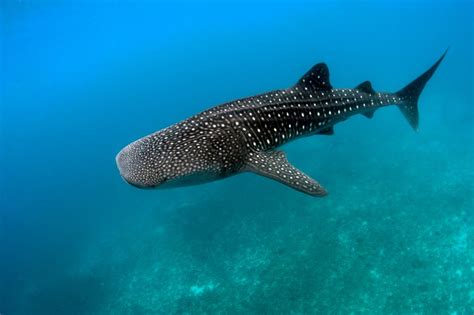 Ce requin semble avaler un homme et les photos sont incroyables