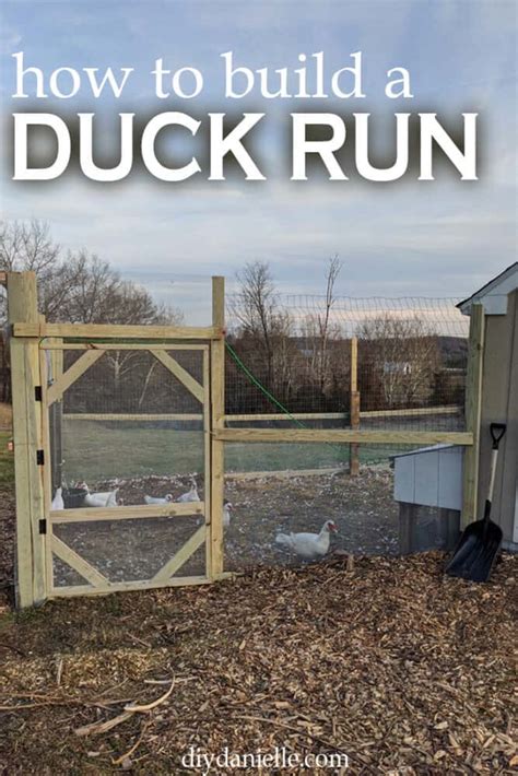 DIY Duck Run: How to Build a Predator Proof Space for your Ducks or ...