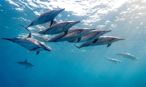 Dolphins: Characteristics, types, habitat, and more