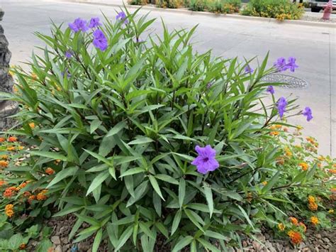 How to Grow and Care for Mexican Petunias (Ruellia Simplex)