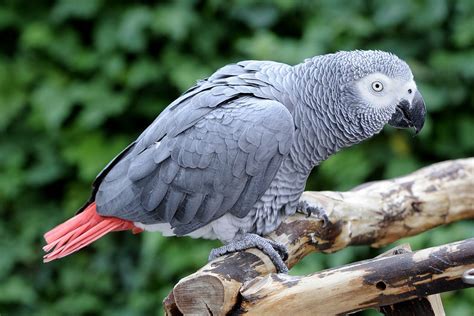 The list of 5 smartest talking birds in the world. - Zoo Travel Technology