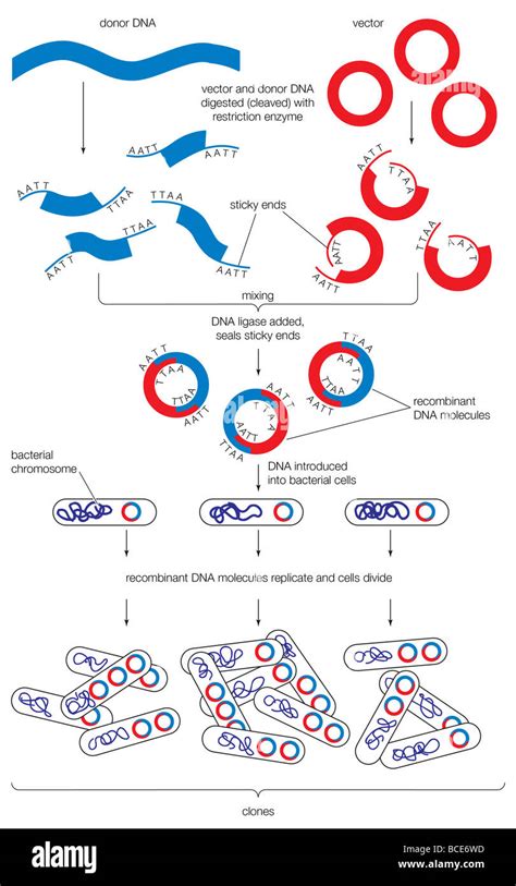 The steps involved in the engineering of a recombinant DNA molecule Stock Photo - Alamy