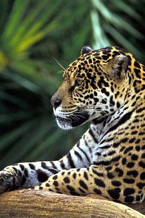 Mexico & Panthera Unite for Jaguar Conservation in Latin America