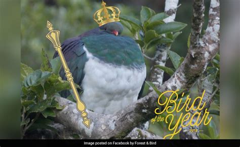 New Zealand Votes ''Tipsy'' Pigeon Bird Of The Year