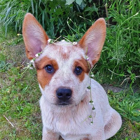 ¿No está seguro sobre el Heeler Rojo? Esto es lo que necesita saber ...