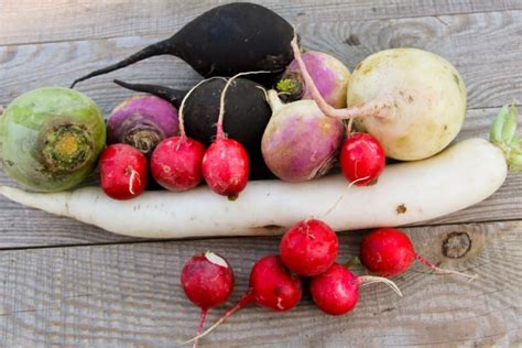 35 Different Types of Radishes