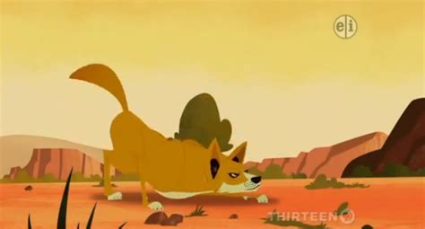 Abe's Animals: Dingo in each Wild Kratts episode