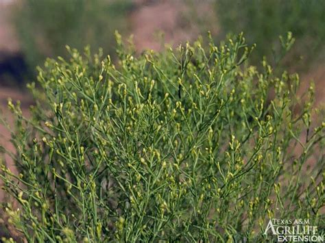 Plants of Texas Rangelands » Broom Snakeweed