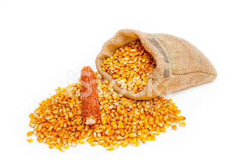 Corn Kernels And Cob Stock Photo | Royalty-Free | FreeImages