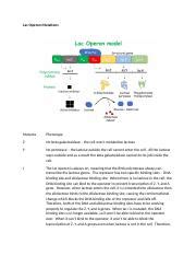 Lac Operon Mutations.docx - Lac Operon Mutations Mutants Phenotype Z- No beta galactosidase ...