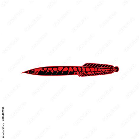 set of fire eel fish isolated on white background. animal, eel, fish ...