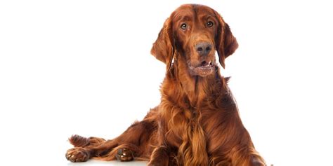 Irish Setter Dog Breed Guide | Gundog Journal