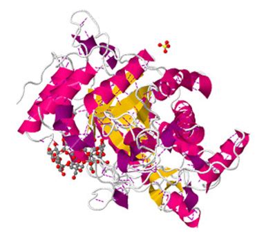 β-Amylase - Creative Enzymes