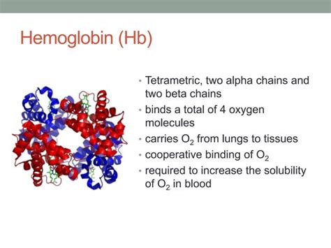 Oxygen Binding by Myoglobin and Hemoglobin