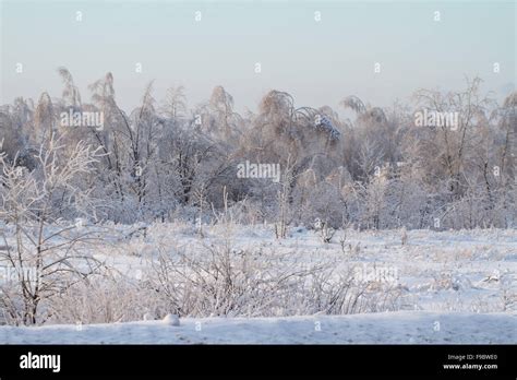 beautiful winter forest in Russia Stock Photo - Alamy