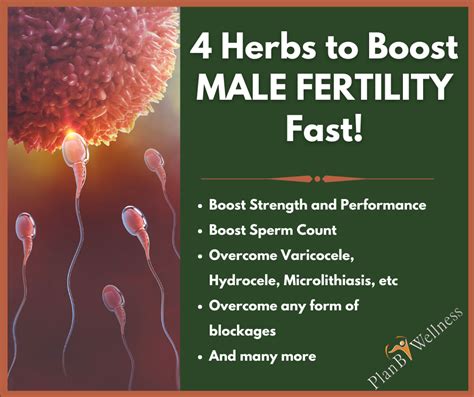 Top 4 Herbs to Boost Male Fertility Fast | Plan B Wellness