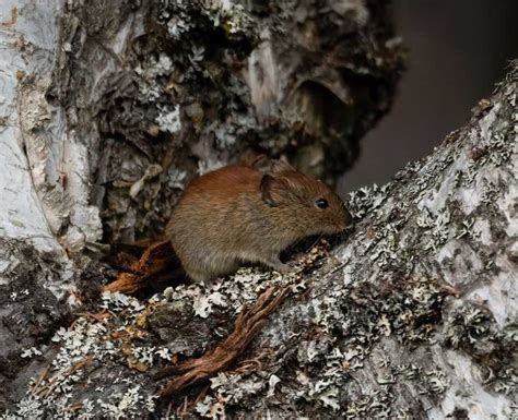 Northern red-backed vole - Wikiwand