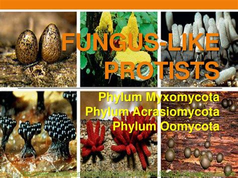 PPT - FUNGUS-LIKE PROTISTS PowerPoint Presentation, free download - ID ...