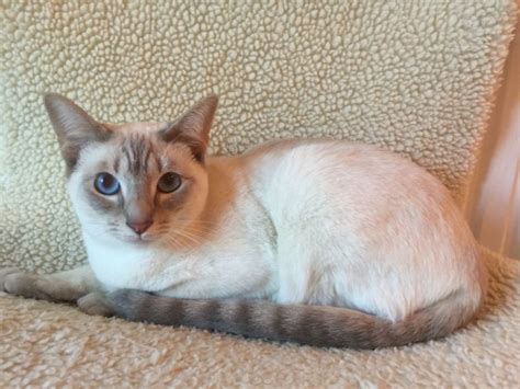 Siamese Cat Colors Chart | Fascinating Facts | Siamese of Day