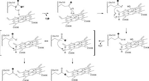 Figure 5 from Mechanism of formation of the ester linkage between heme and Glu310 of CYP4B1: 18O ...