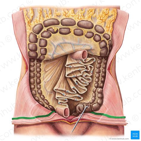 Median umbilical ligament: Definition, anatomy, function | Kenhub