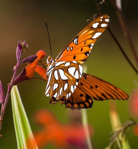 Butterfly on a red flower stock photo. Image of butterfly - 127144446