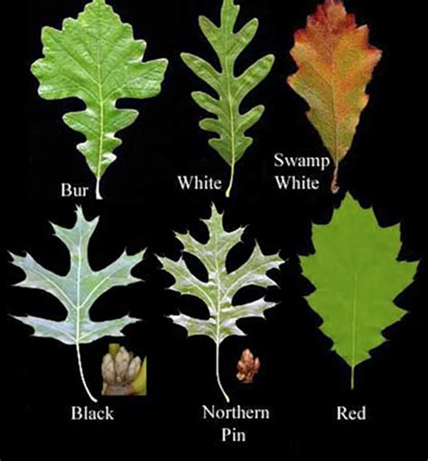 Deerhunting: How To Identify Oak Trees. – Bowhunting.Net