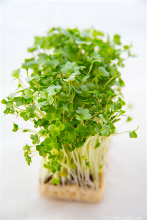 15 ASTONISHING BENEFITS OF GARDEN CRESS (HALIM SEEDS)