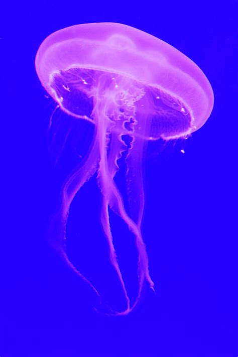 Neon Jellyfish Photograph by David Stasiak