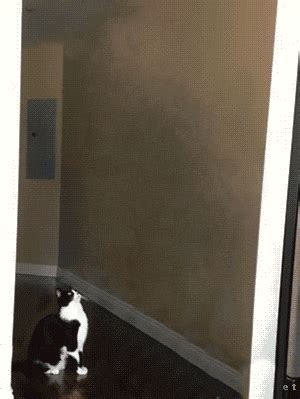 Super Saiyan Cat GIF - Find & Share on GIPHY